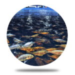 Fisheries Industry